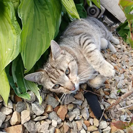 Bella Mobile * Ballintra