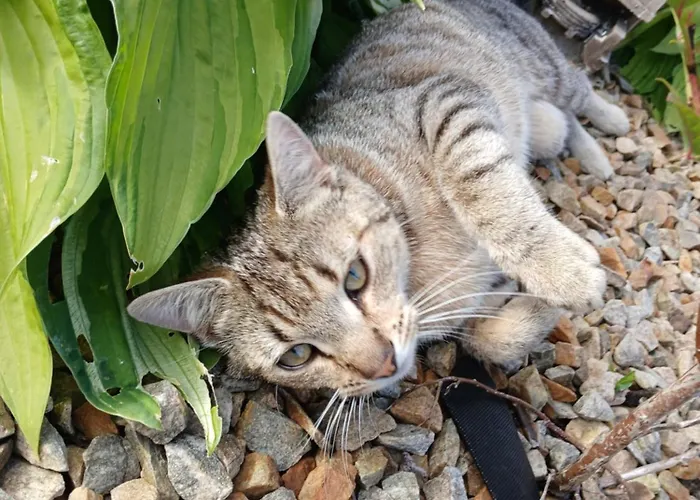 Bella Mobile * Ballintra